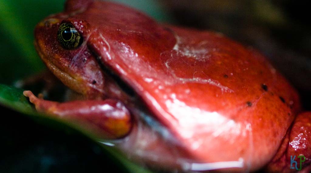 What To Know Before Buying A Tomato Frog Care Sheet & Pet Guide