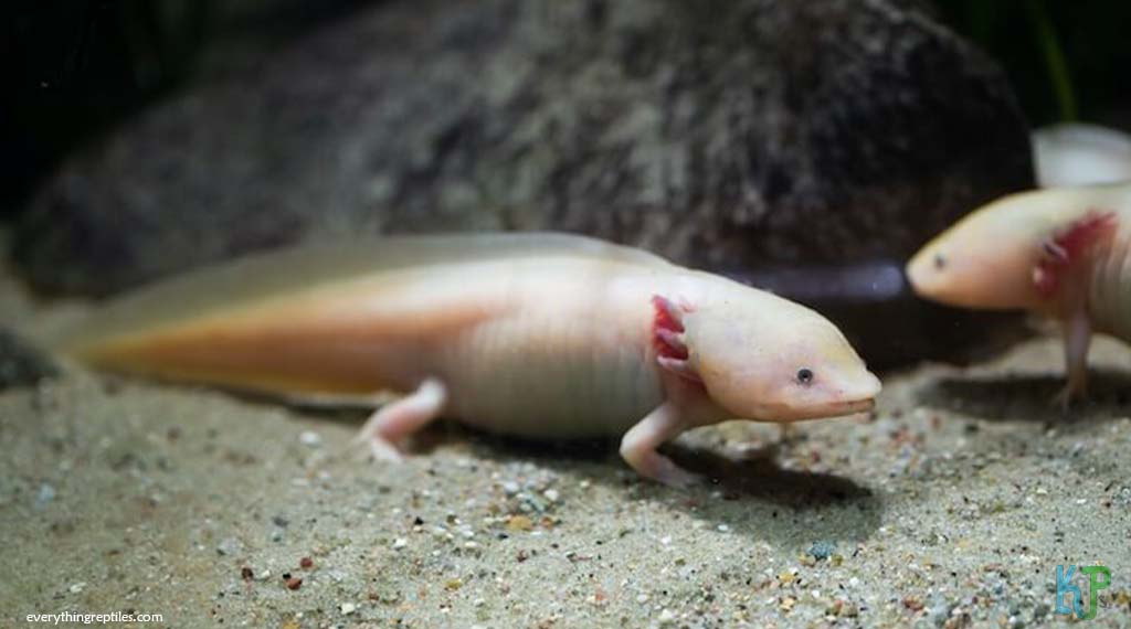 TOP 15 Types of Axolotl Morphs and Their Stunning Colors