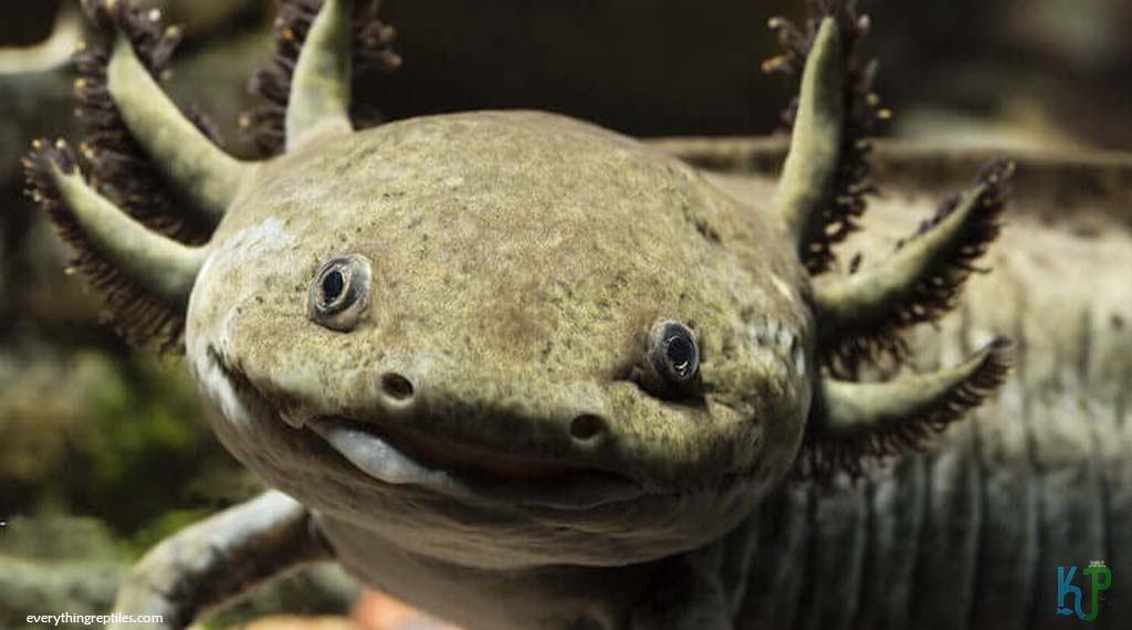 Wild Type - Types of Axolotl Morphs and Their Stunning Colors