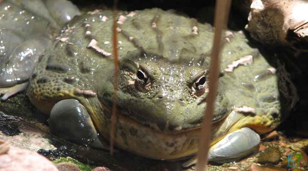 African Bullfrog - Beginner's Guide to Pet Frogs