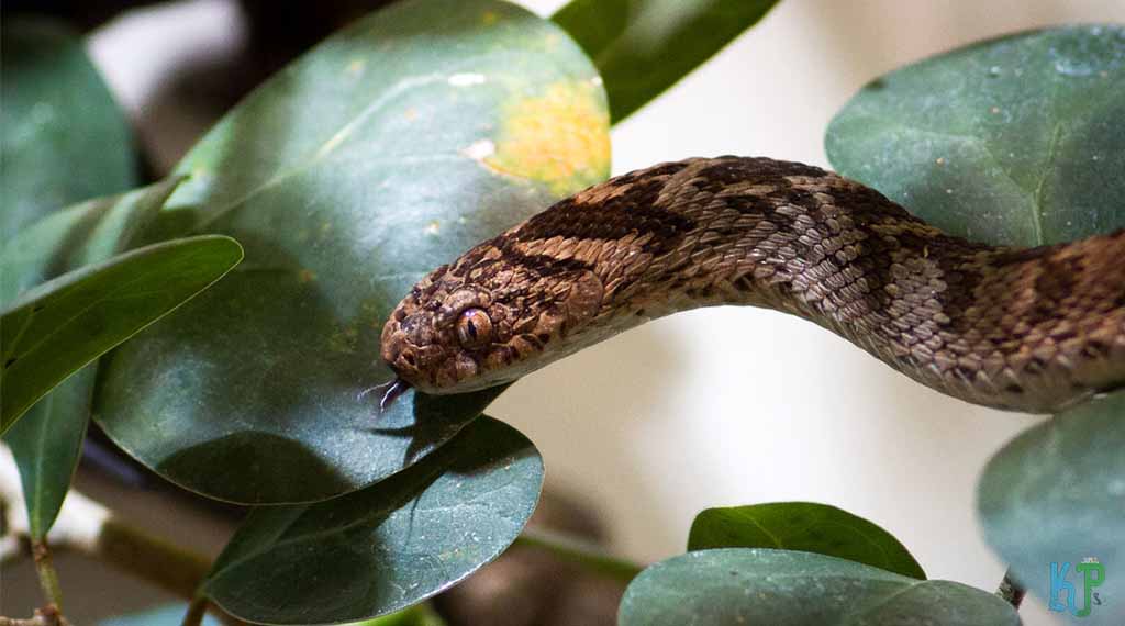 African Egg-Eating Snake - Pet Snakes Perfect for First-Time Owners