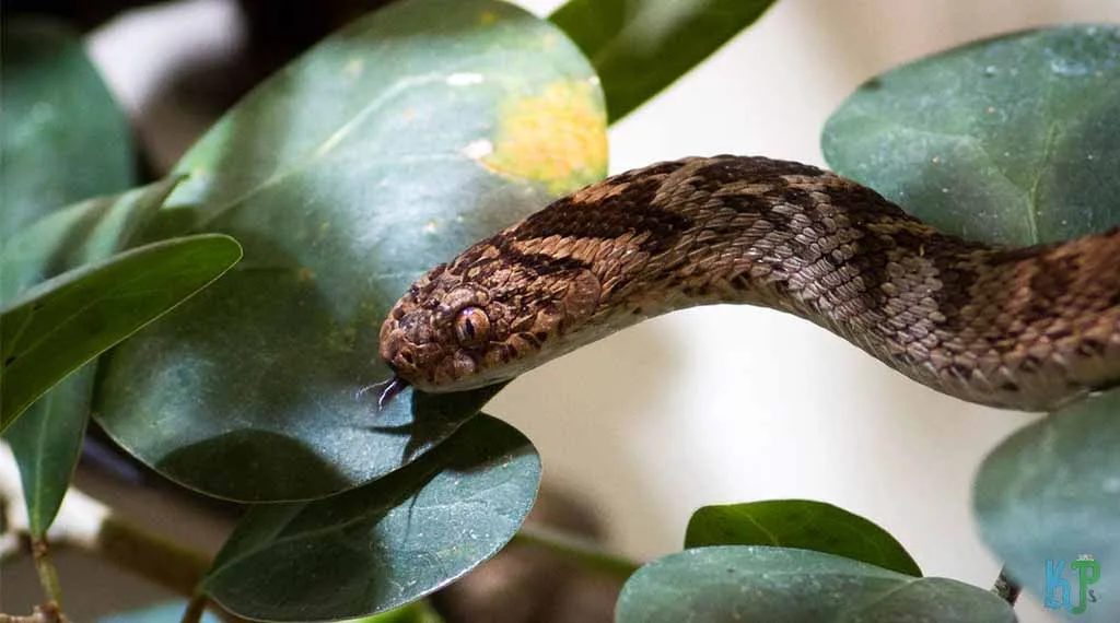 Top 20 Pet Snakes Perfect For First-Time Owners African Egg-Eating Snake - Pet Snakes Perfect for First-Time Owners