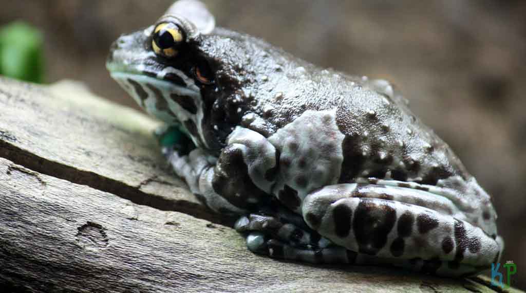 Amazon Milk Frog - Beginner's Guide to Pet Frogs
