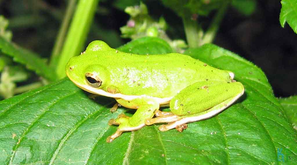 American Green Tree Frog - Beginner's Guide to Pet Frogs
