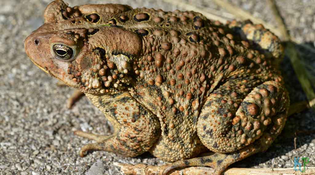 American Toad - Beginner's Guide to Pet Frogs