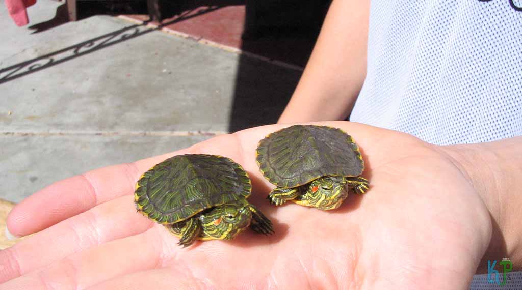 Baby Red Eared Sliders Buyer’s Guide