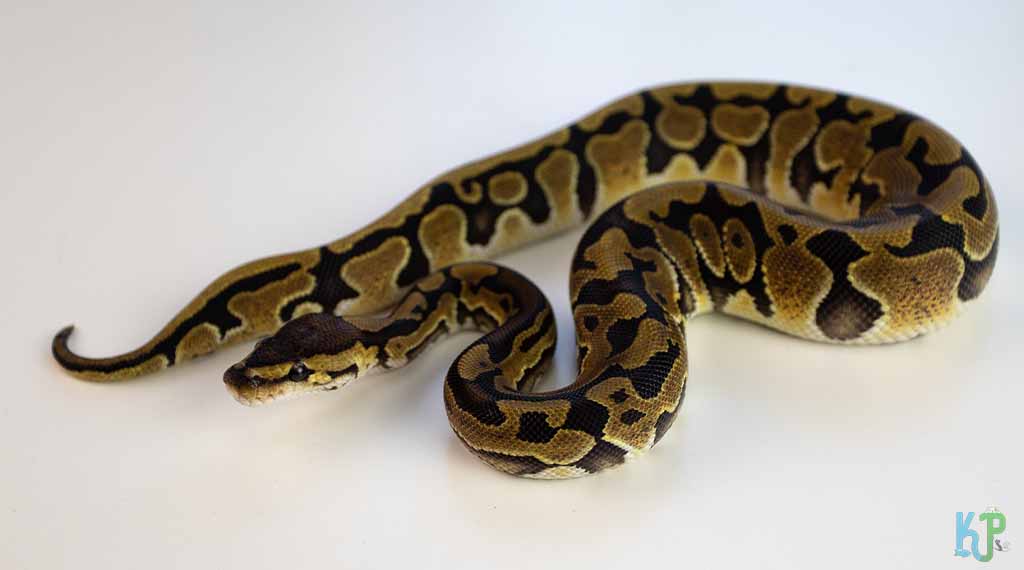Ball Python - Pet Snakes Perfect for First-Time Owners