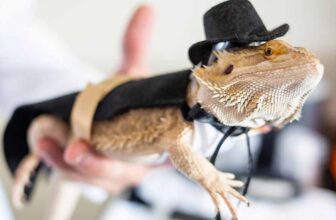 Bearded Dragon Basics A Complete Care Guide for Beginners - THUMBNAIL