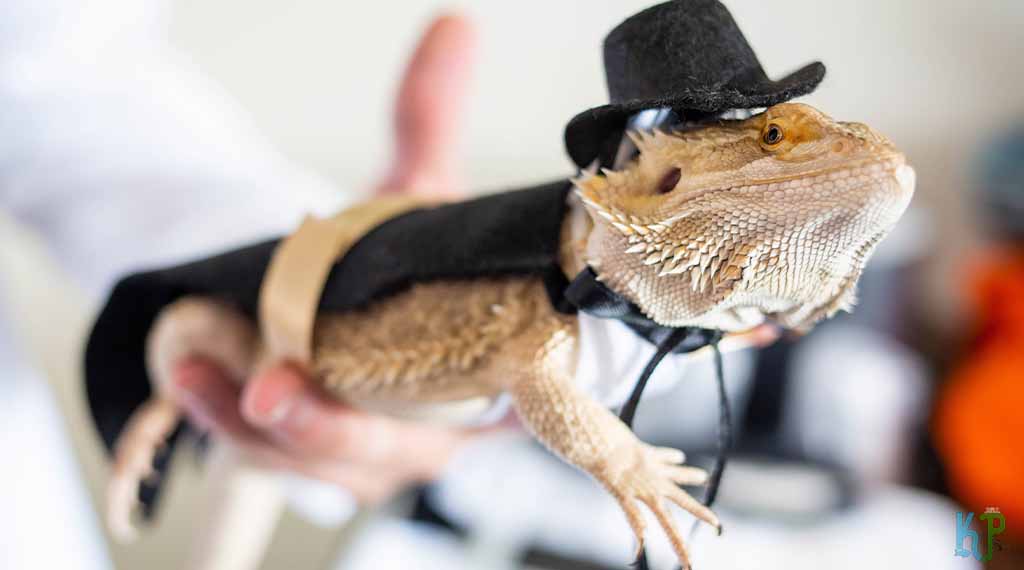 Bearded Dragon Basics A Complete Care Guide For Beginners Known Pets