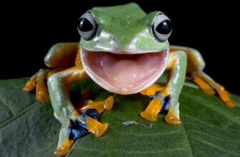 Beginner's Guide to Pet Frogs 17 Popular Species to Consider - THUMBNAIL