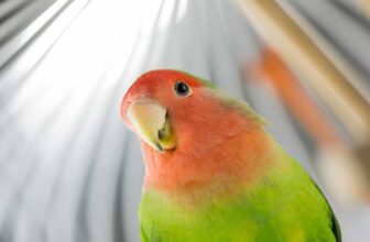 Best 7 Pet Bird Species for Older People - THUMBNAIL