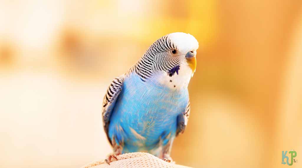 Budgies (Parakeets) - Pet Bird Species for Older People