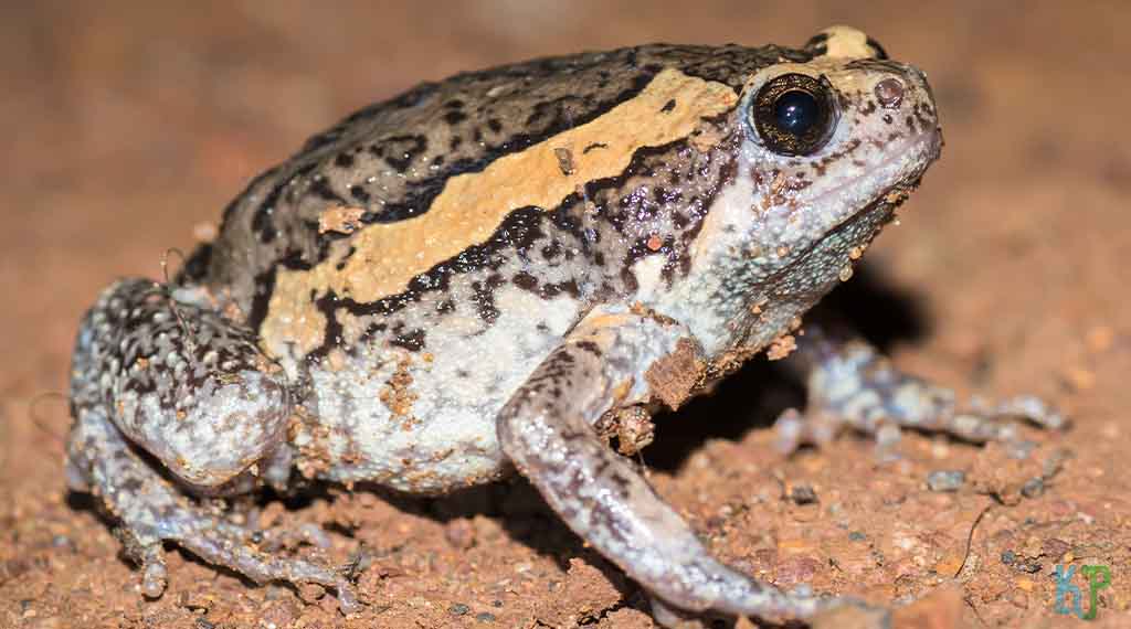 Burmese Chubby Frog - Beginner's Guide to Pet Frogs