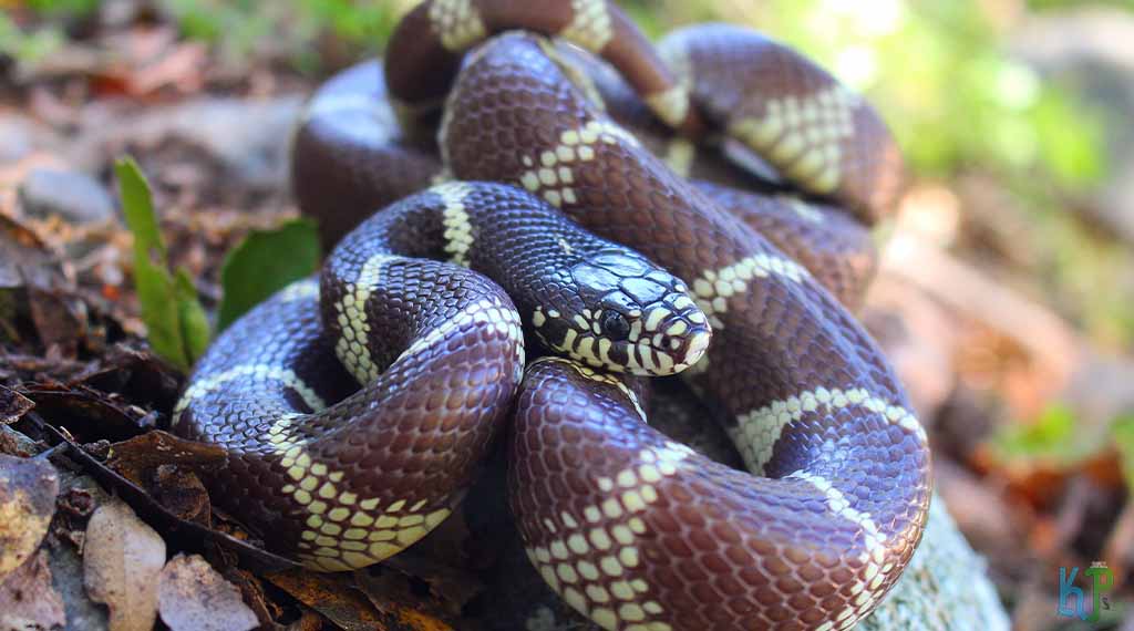 California King Snake - Pet Snakes Perfect for First-Time Owners