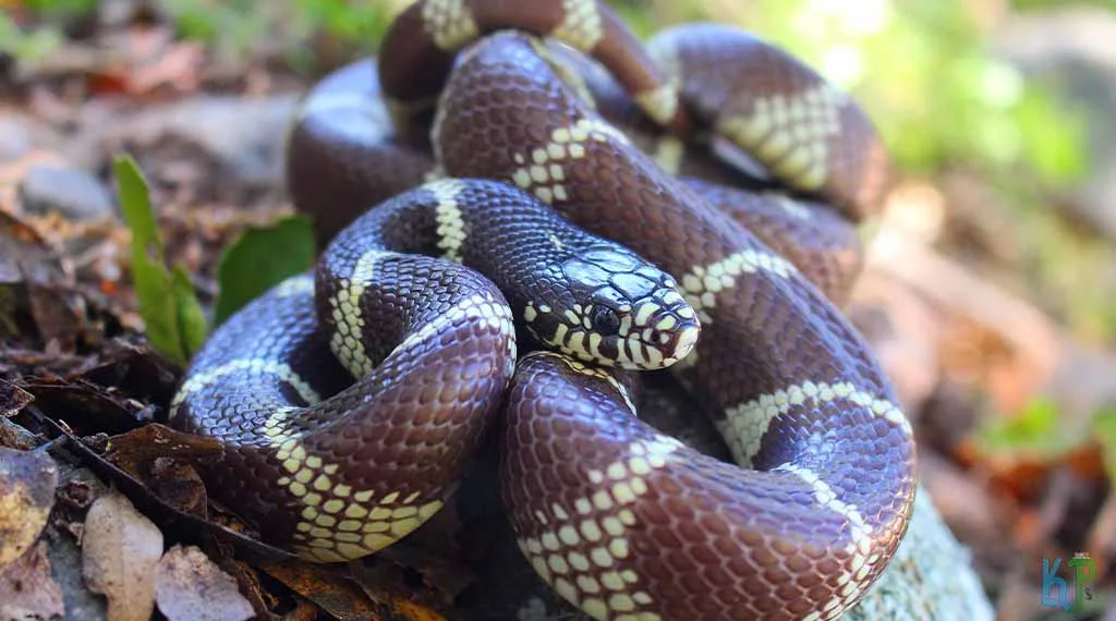 Top 20 Pet Snakes Perfect For First-Time Owners California King Snake - Pet Snakes Perfect for First-Time Owners