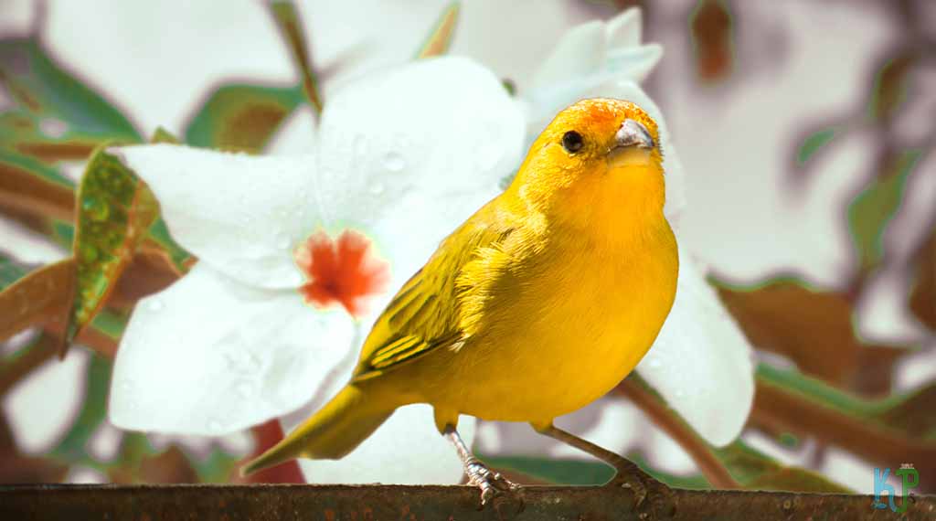 Canaries - Pet Bird Species for Older People