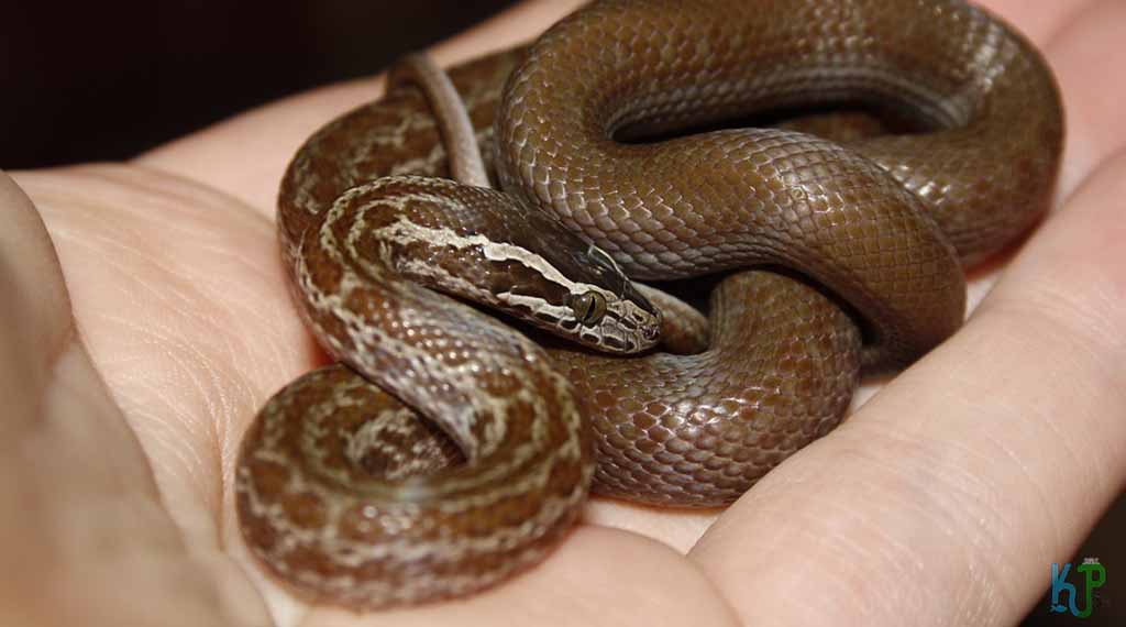 Cape House Snake - Pet Snakes Perfect for First-Time Owners