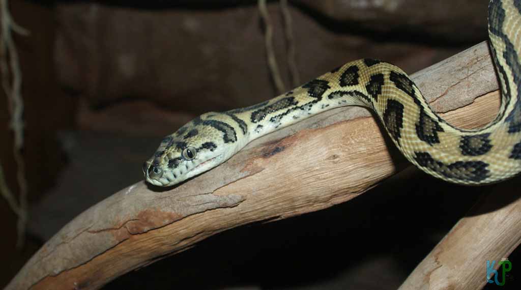 Carpet Python - Pet Snakes Perfect for First-Time Owners