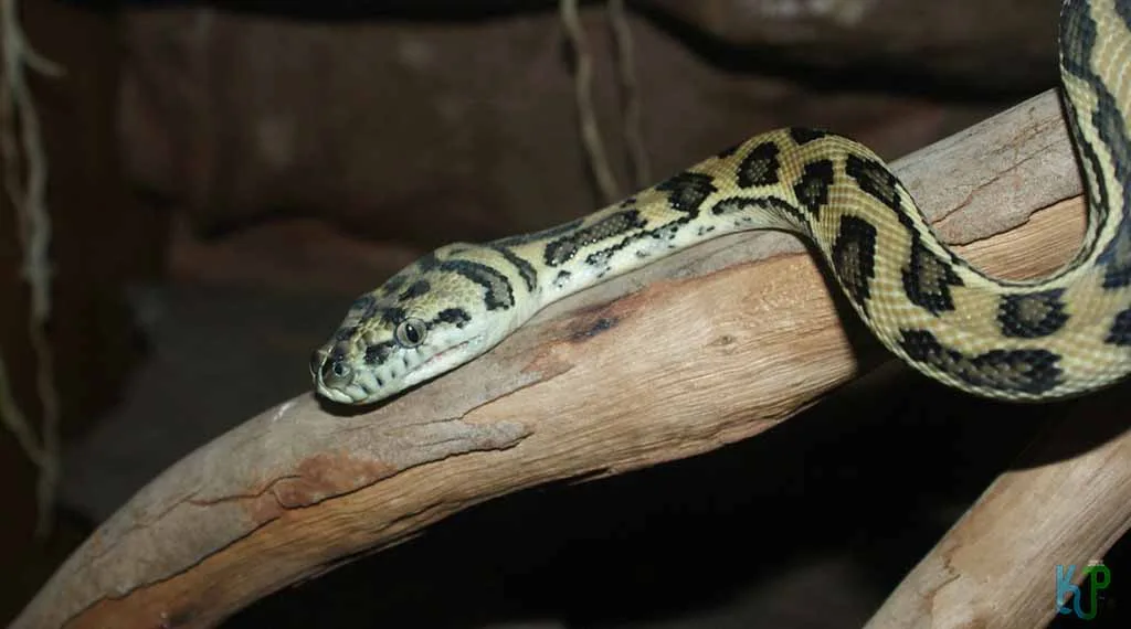 Top 20 Pet Snakes Perfect For First-Time Owners Carpet Python - Pet Snakes Perfect for First-Time Owners