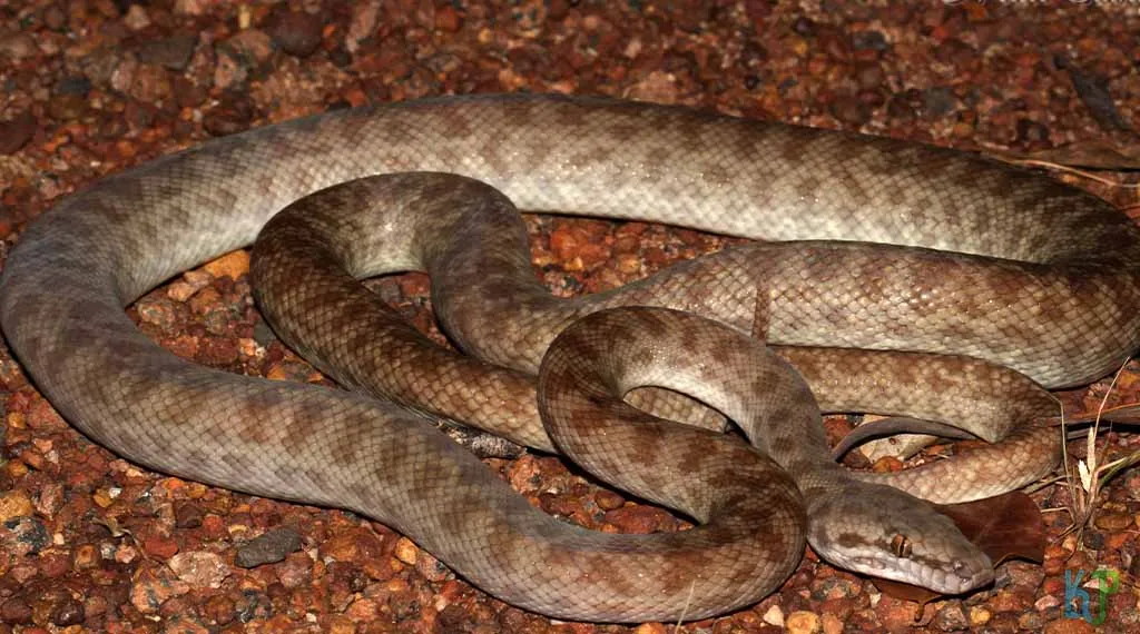 Top 20 Pet Snakes Perfect For First-Time Owners Children’s Python - Pet Snakes Perfect for First-Time Owners