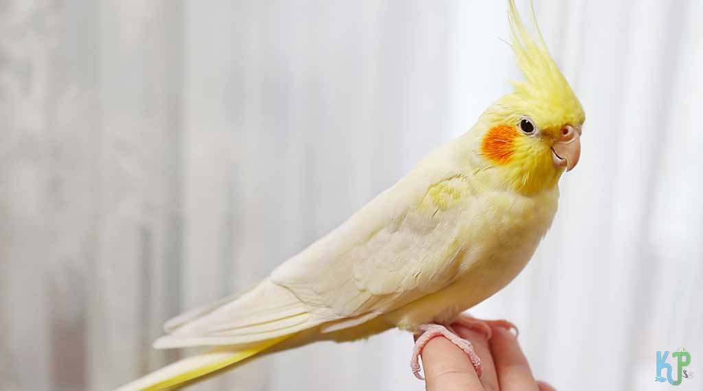 Cockatiels - Pet Bird Species for Older People