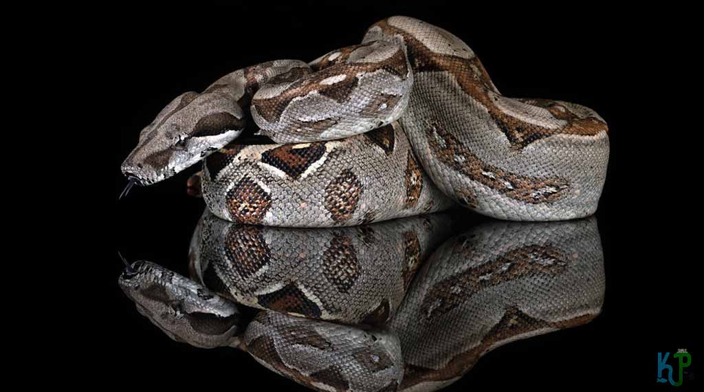 Common Boa Constrictor - Pet Snakes Perfect for First-Time Owners