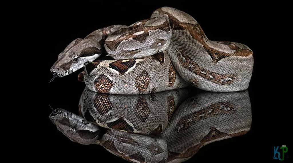 Top 20 Pet Snakes Perfect For First-Time Owners Common Boa Constrictor - Pet Snakes Perfect for First-Time Owners