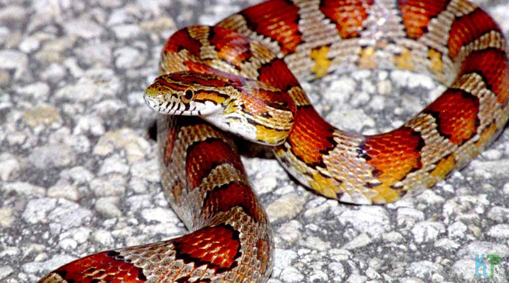 Corn Snake - Pet Snakes Perfect for First-Time Owners