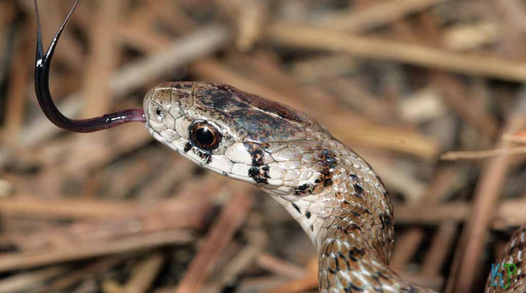 Dekay’s Brown Snake - Pet Snakes Perfect for First-Time Owners