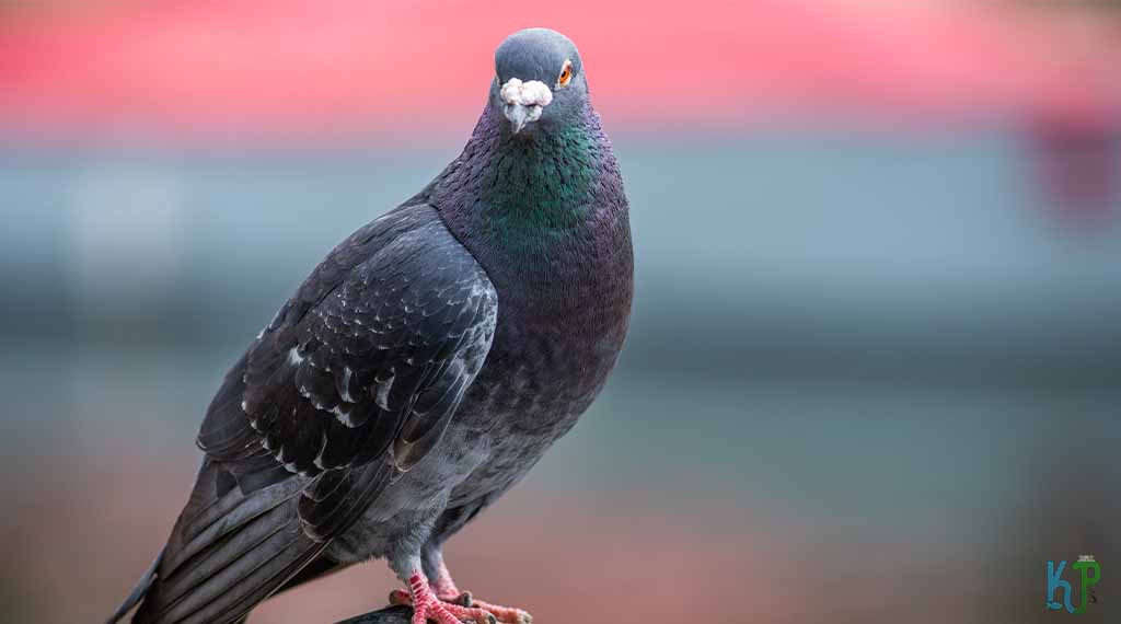 Doves - Pet Bird Species for Older People