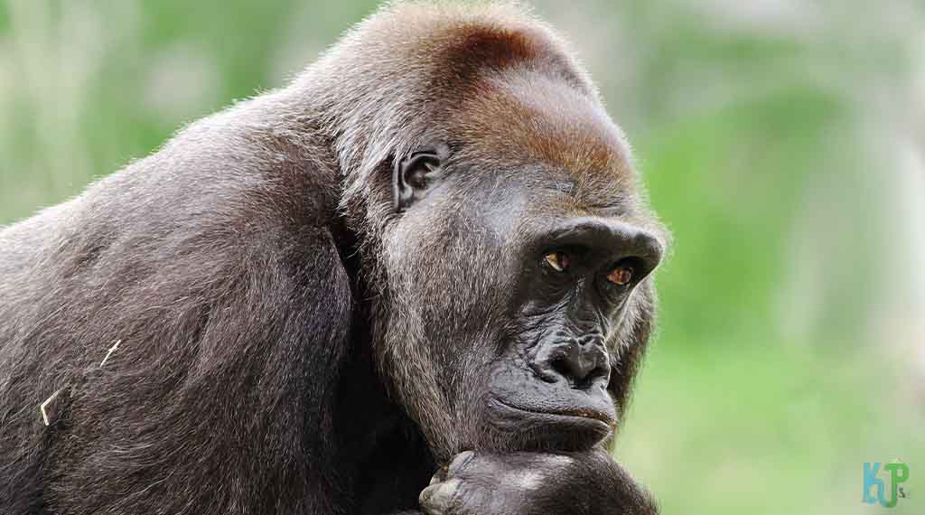 GORILLA - Gorilla Vs Orangutan, Fight Comparison, Who Would Win