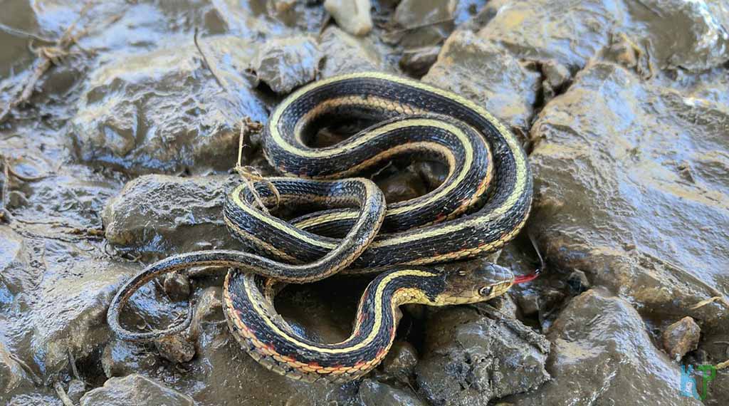 Garter Snake - Pet Snakes Perfect for First-Time Owners
