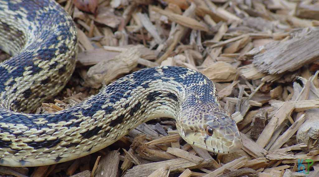 Gopher Snake - Pet Snakes Perfect for First-Time Owners
