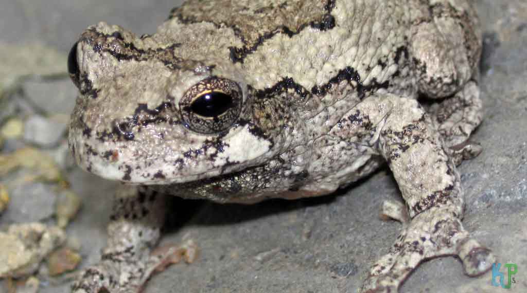 Gray Tree Frog - Beginner's Guide to Pet Frogs