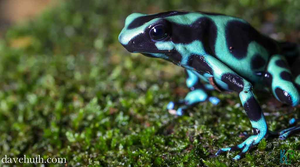 Green and Black Dart Frog - Beginner's Guide to Pet Frogs