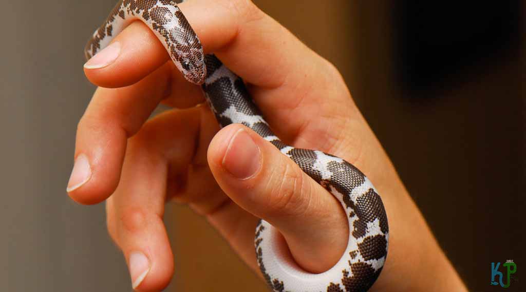 Kenyan Sand Boa - Pet Snakes Perfect for First-Time Owners