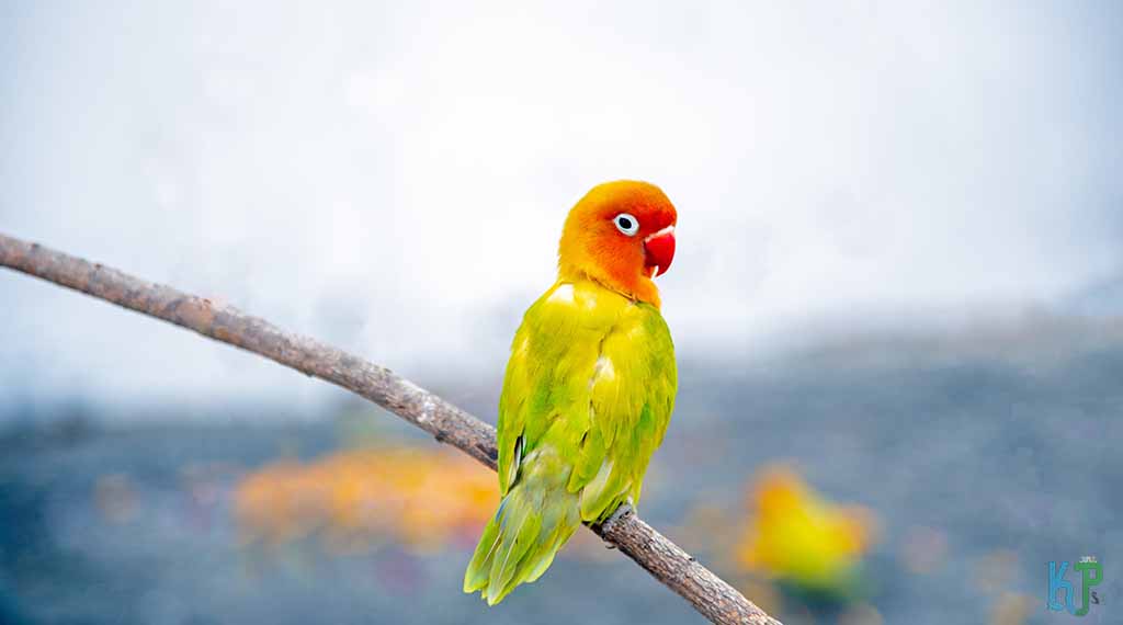 Lovebirds - Pet Bird Species for Older People