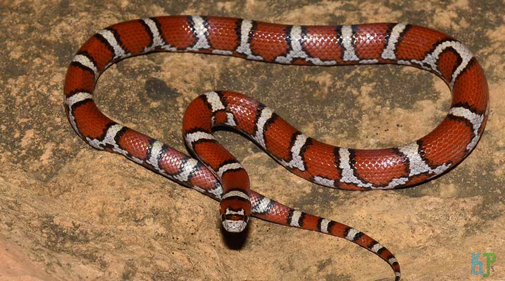 Milk Snake - Pet Snakes Perfect for First-Time Owners