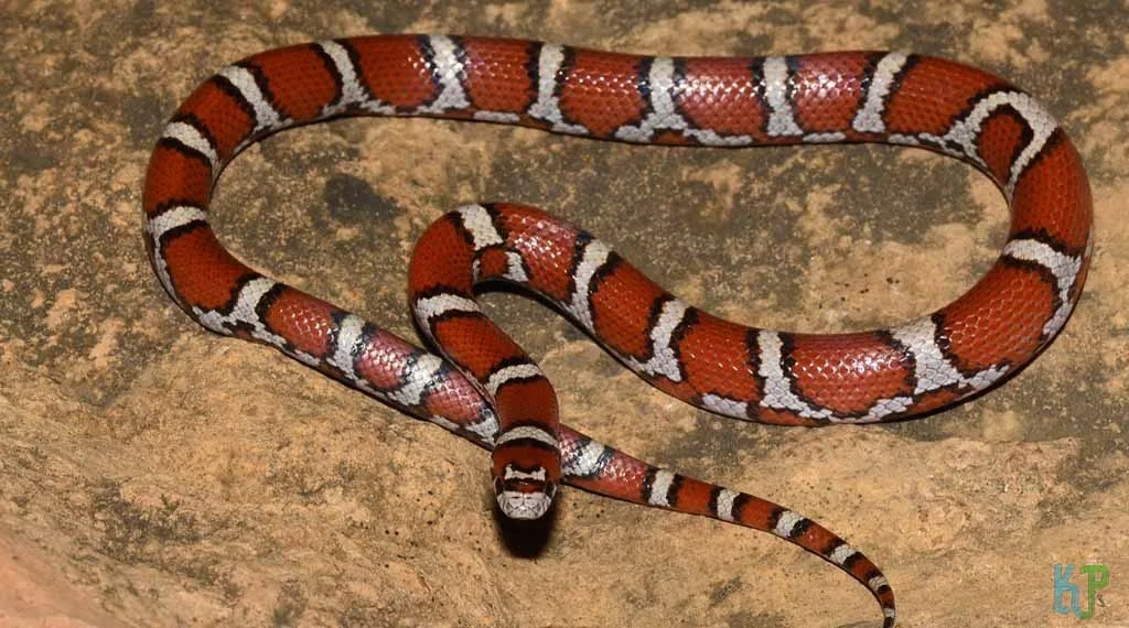 Top 20 Pet Snakes Perfect For First-Time Owners Milk Snake - Pet Snakes Perfect for First-Time Owners