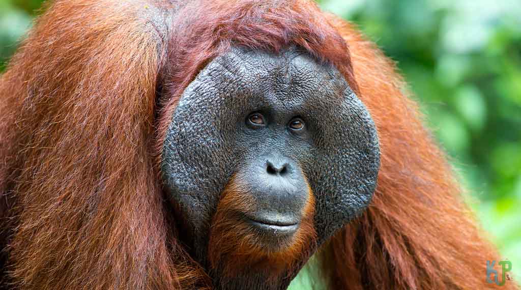 Orangutan - Gorilla Vs Orangutan, Fight Comparison, Who Would Win