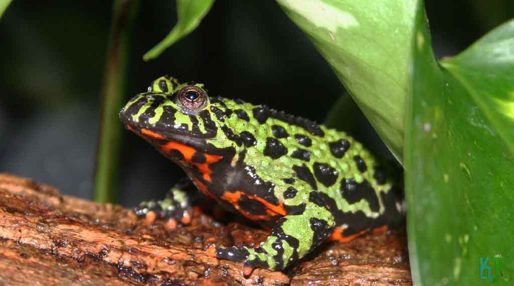 Oriental Fire Bellied Toad - Beginner's Guide to Pet Frogs