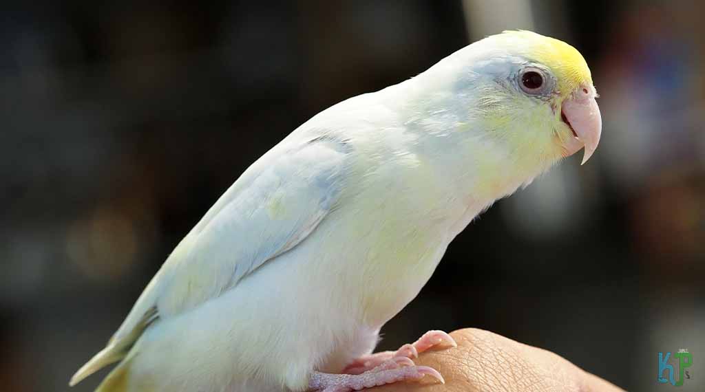 Parrotlets - Pet Bird Species for Older People