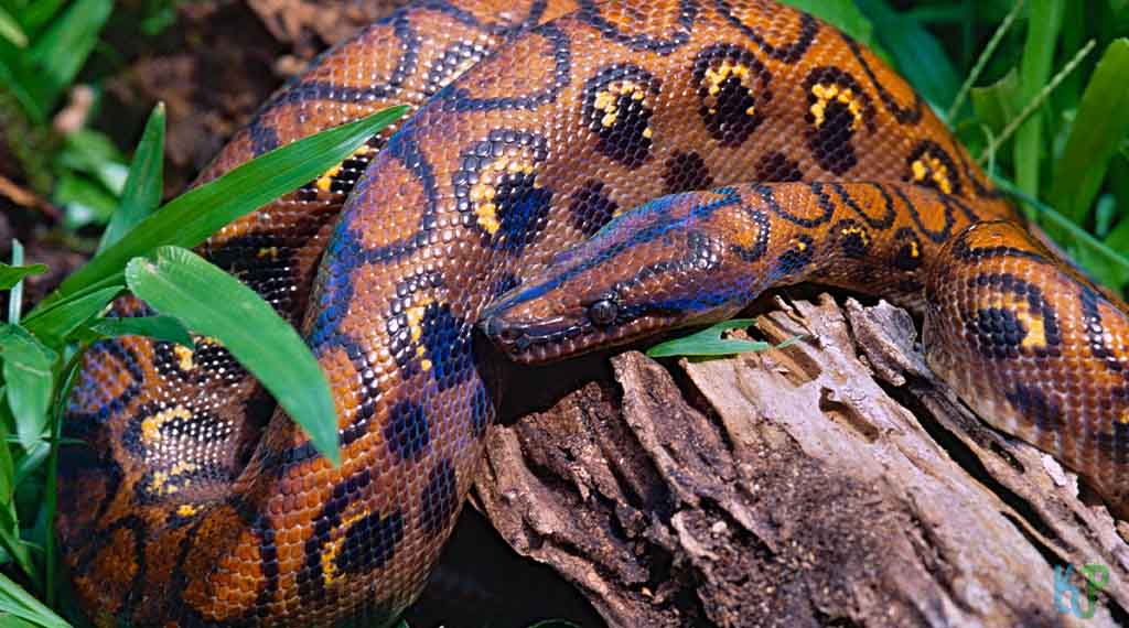 Rainbow Boa - Pet Snakes Perfect for First-Time Owners