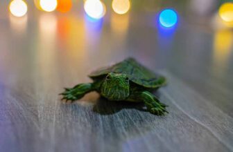 Raising Baby Red Eared Sliders 8 Essential Care and Feeding Tips - THUMBNAIL