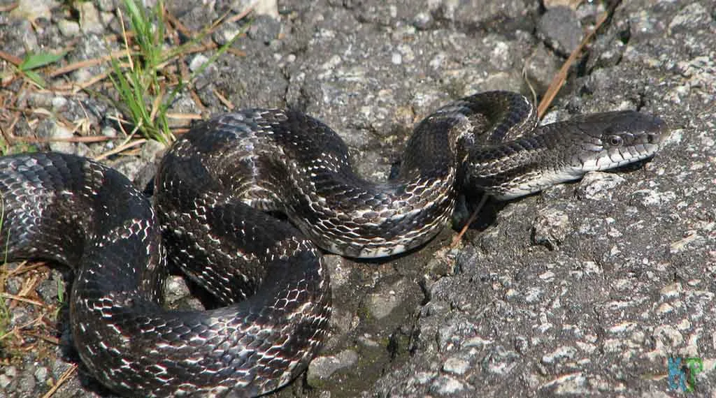 Top 20 Pet Snakes Perfect For First-Time Owners Rat Snake - Pet Snakes Perfect for First-Time Owners