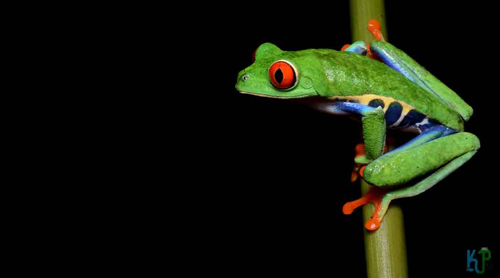 Red Eyed Tree Frog - Beginner's Guide to Pet Frogs