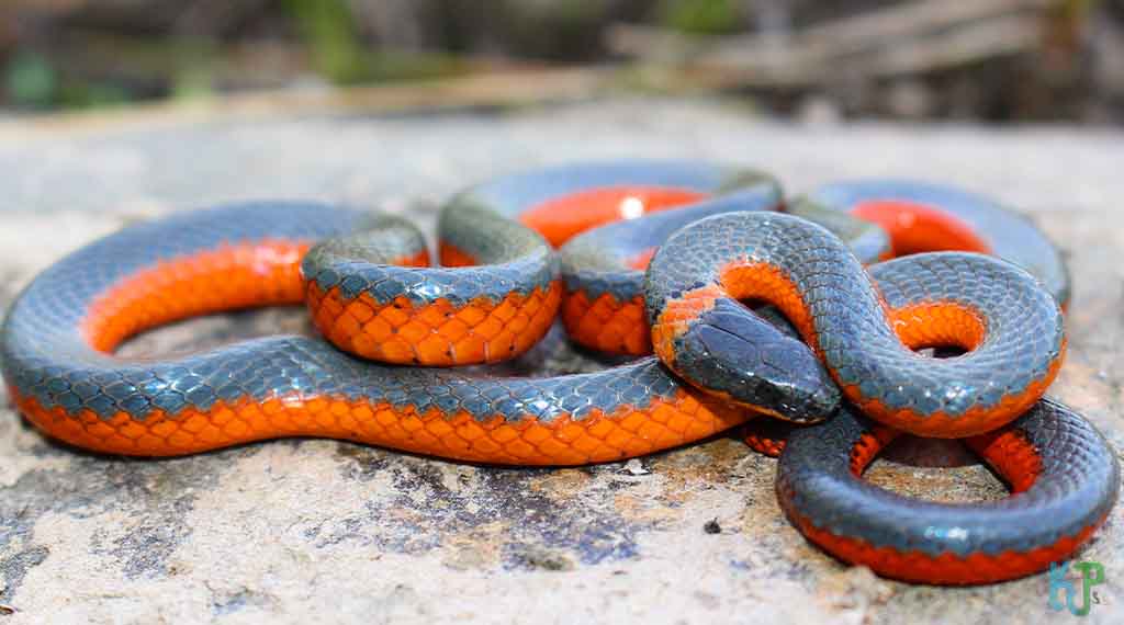 Ringneck Snake - Pet Snakes Perfect for First-Time Owners