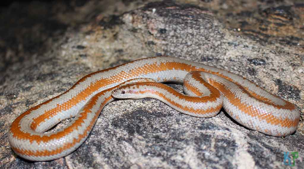 Rosy Boa - Pet Snakes Perfect for First-Time Owners