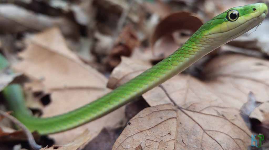 Rough Green Snake - Pet Snakes Perfect for First-Time Owners