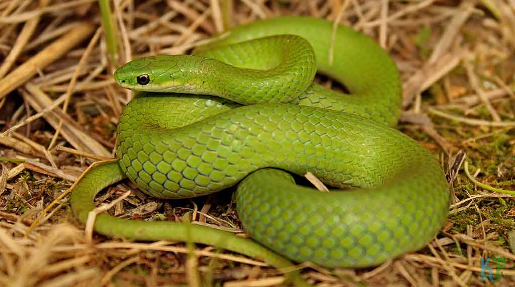Smooth Green Snake - Pet Snakes Perfect for First-Time Owners